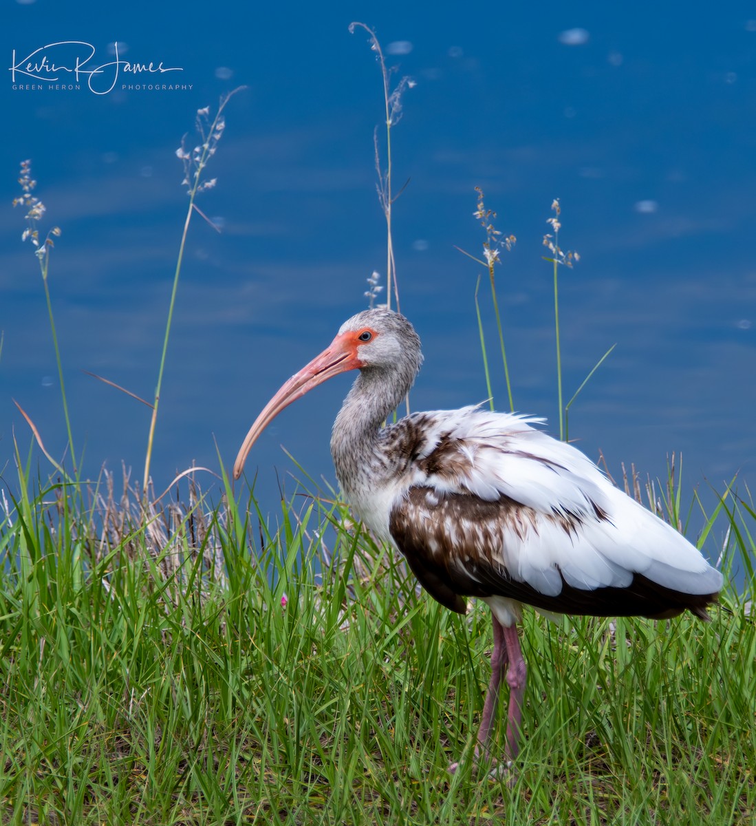 White Ibis - Kevin James