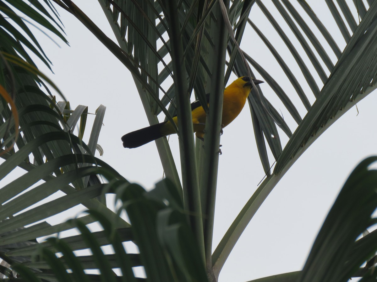 Oriole Blackbird - ML576526241