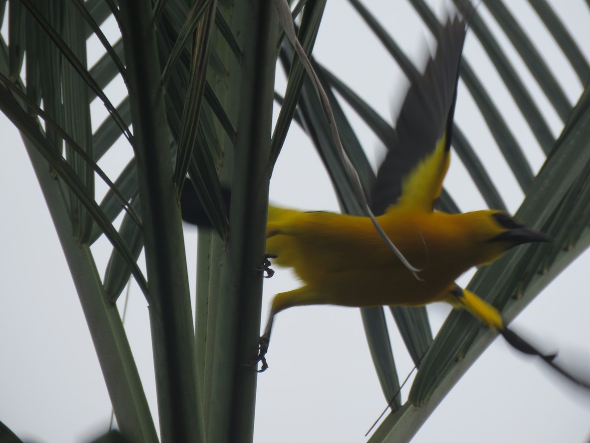 Oriole Blackbird - ML576526251