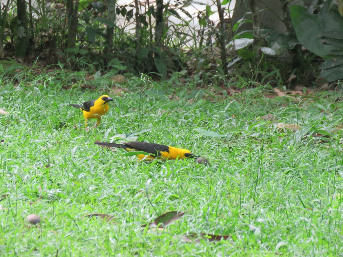 Oriole Blackbird - ML576526261