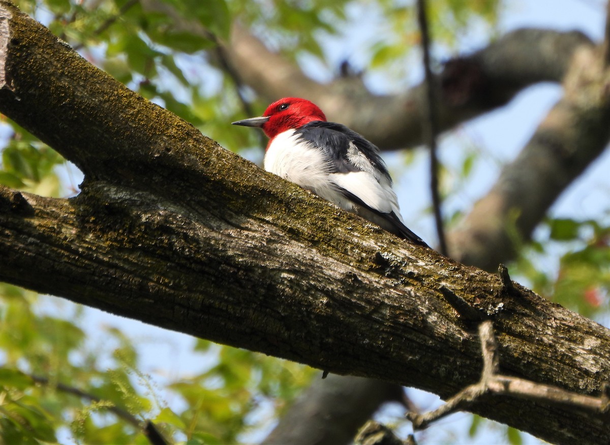 Red-headed Woodpecker - Steven C