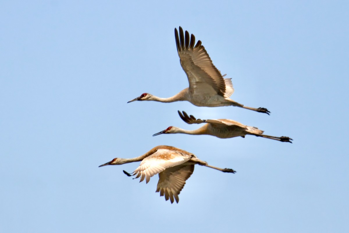 Sandhill Crane - Normand Laplante