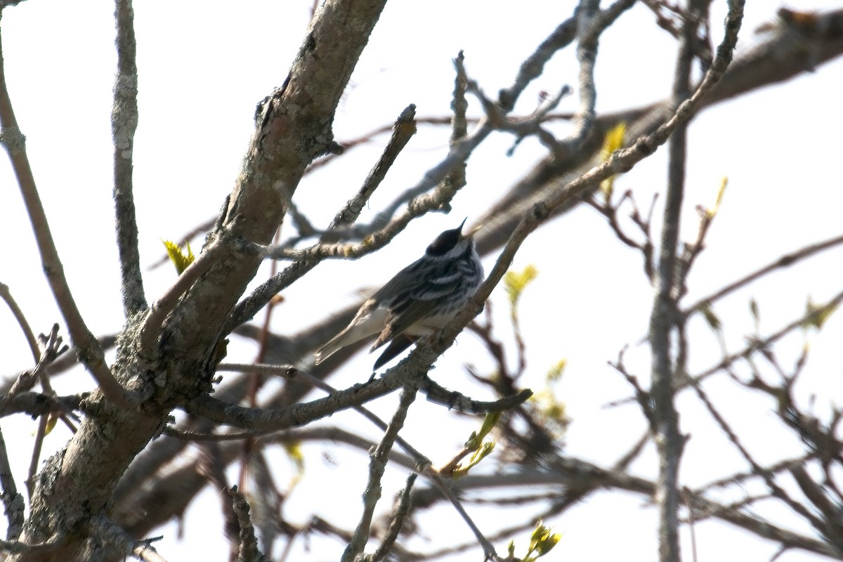 Blackpoll Warbler - ML576529591