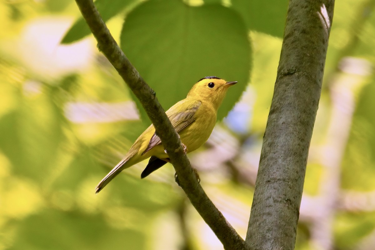 Wilson's Warbler - ML576529601