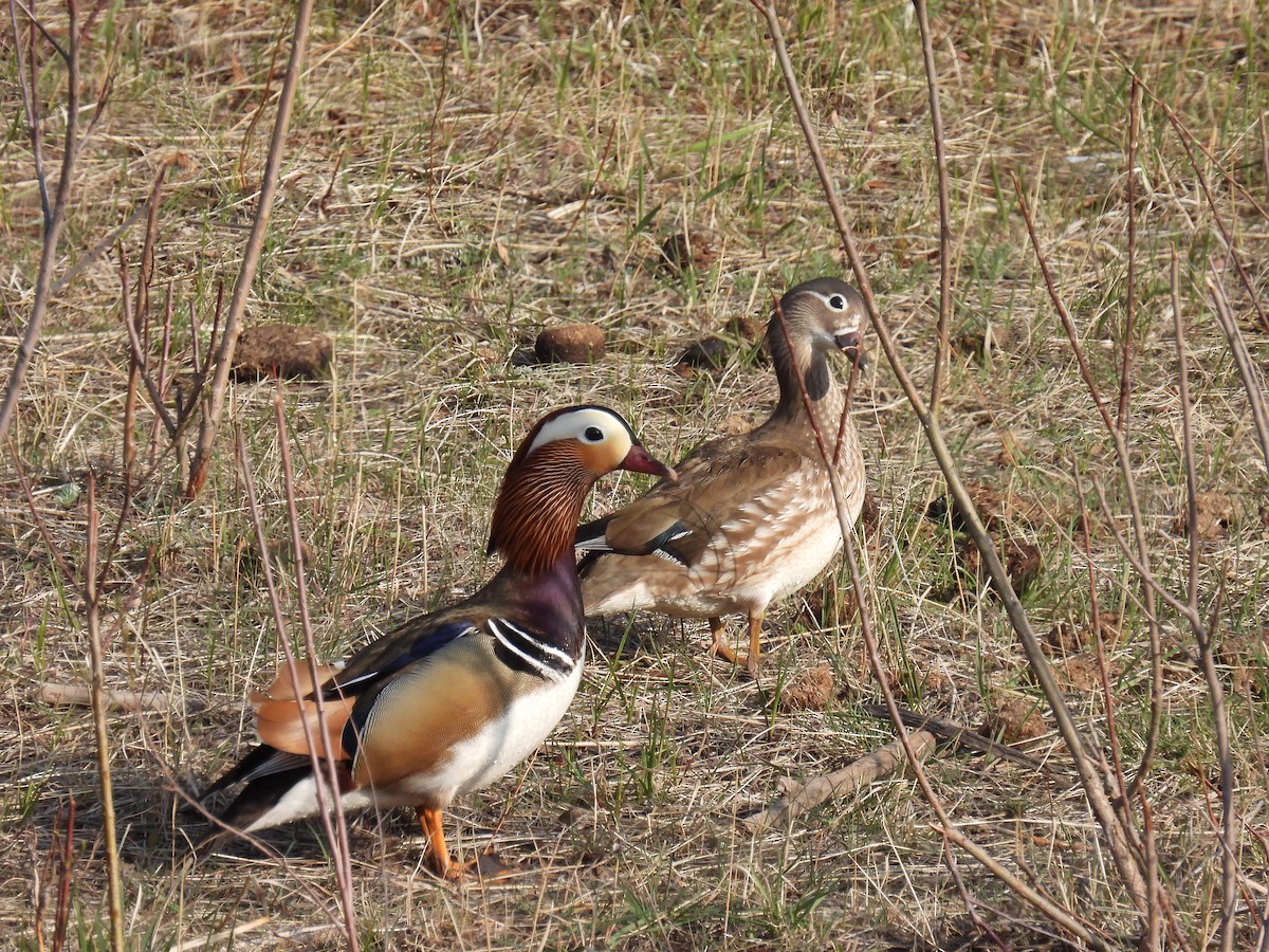 Mandarin Duck - ML576530221