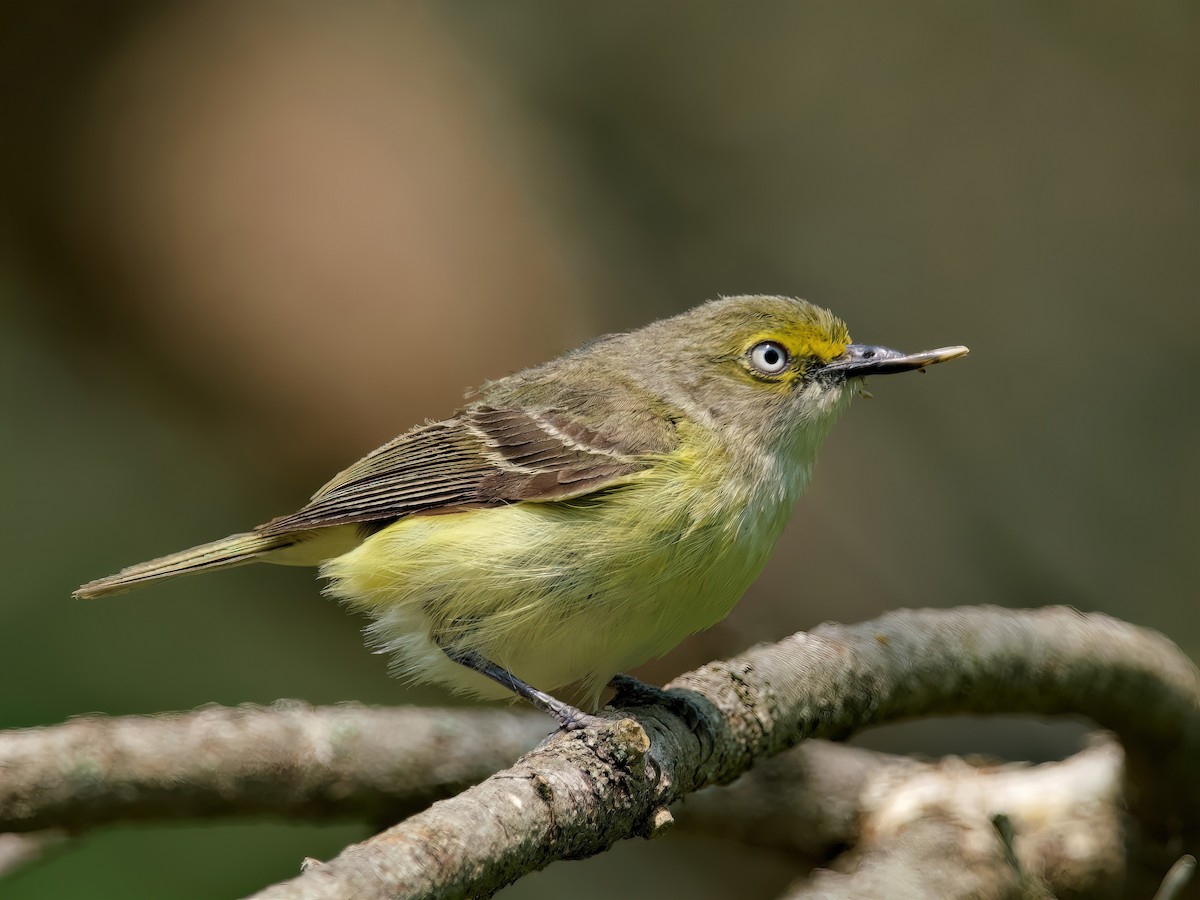 White-eyed Vireo - ML576530261