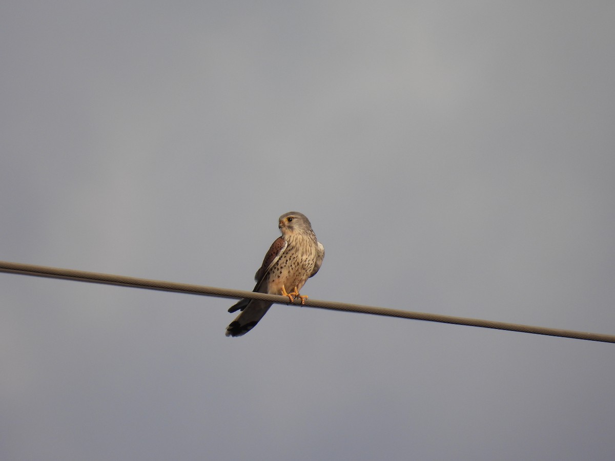 Eurasian Kestrel - ML576530421