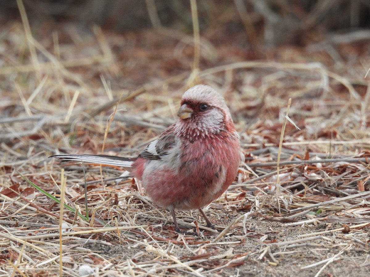Long-tailed Rosefinch - ML576531221