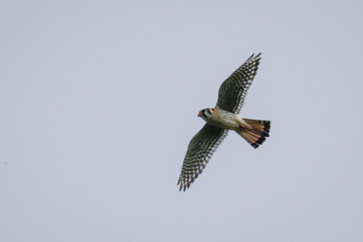 American Kestrel - ML576532231