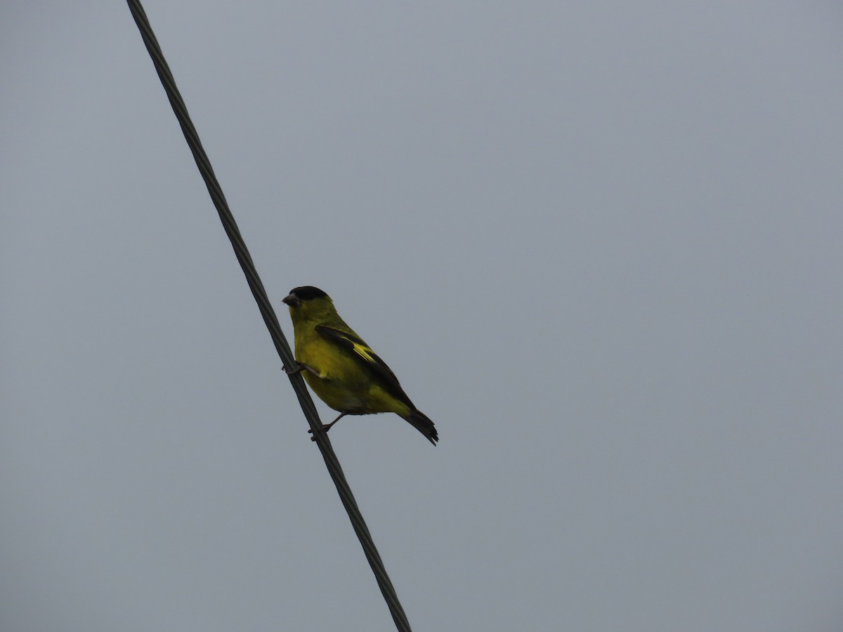 Andean Siskin - ML576532821
