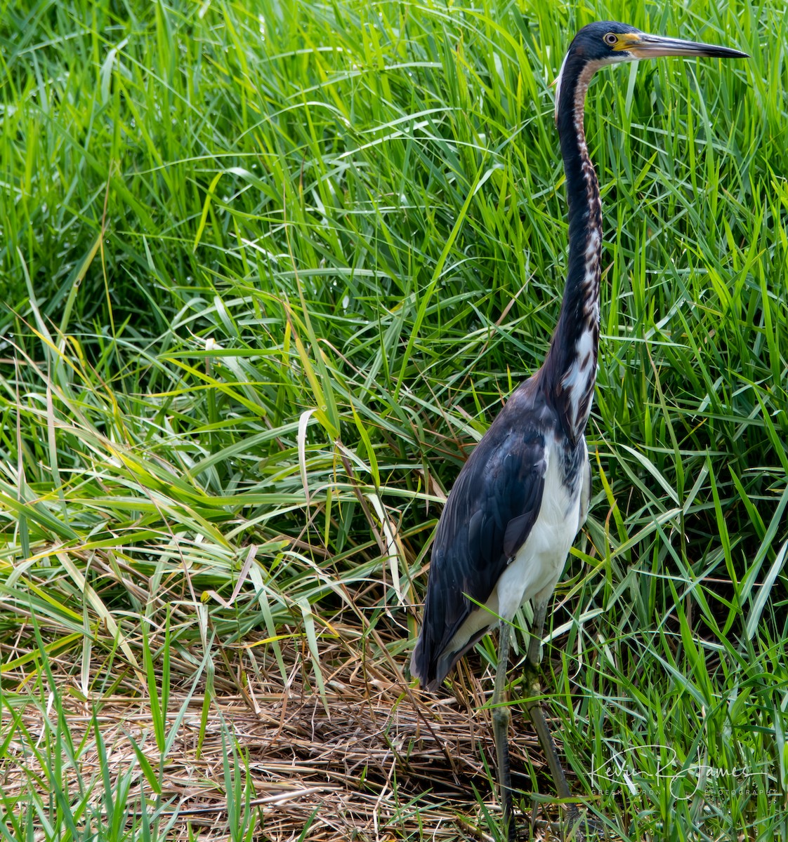 Tricolored Heron - ML576534211