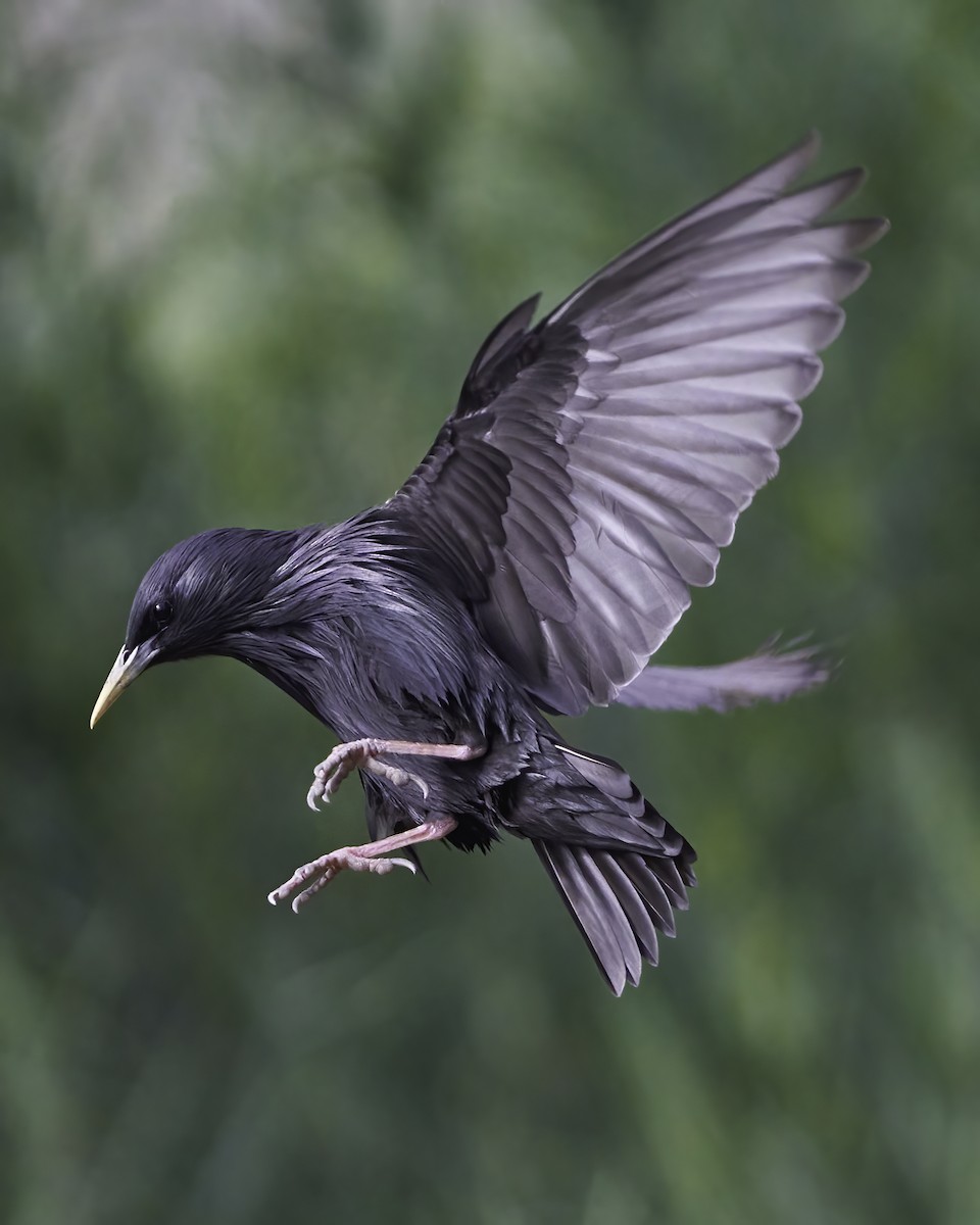 Spotless Starling - ML576534831