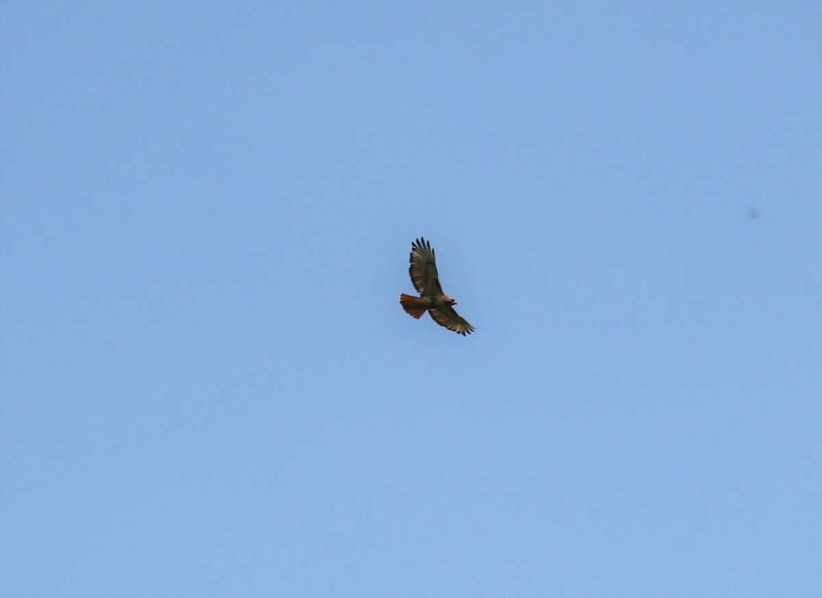 Red-tailed Hawk - Michael Bowen