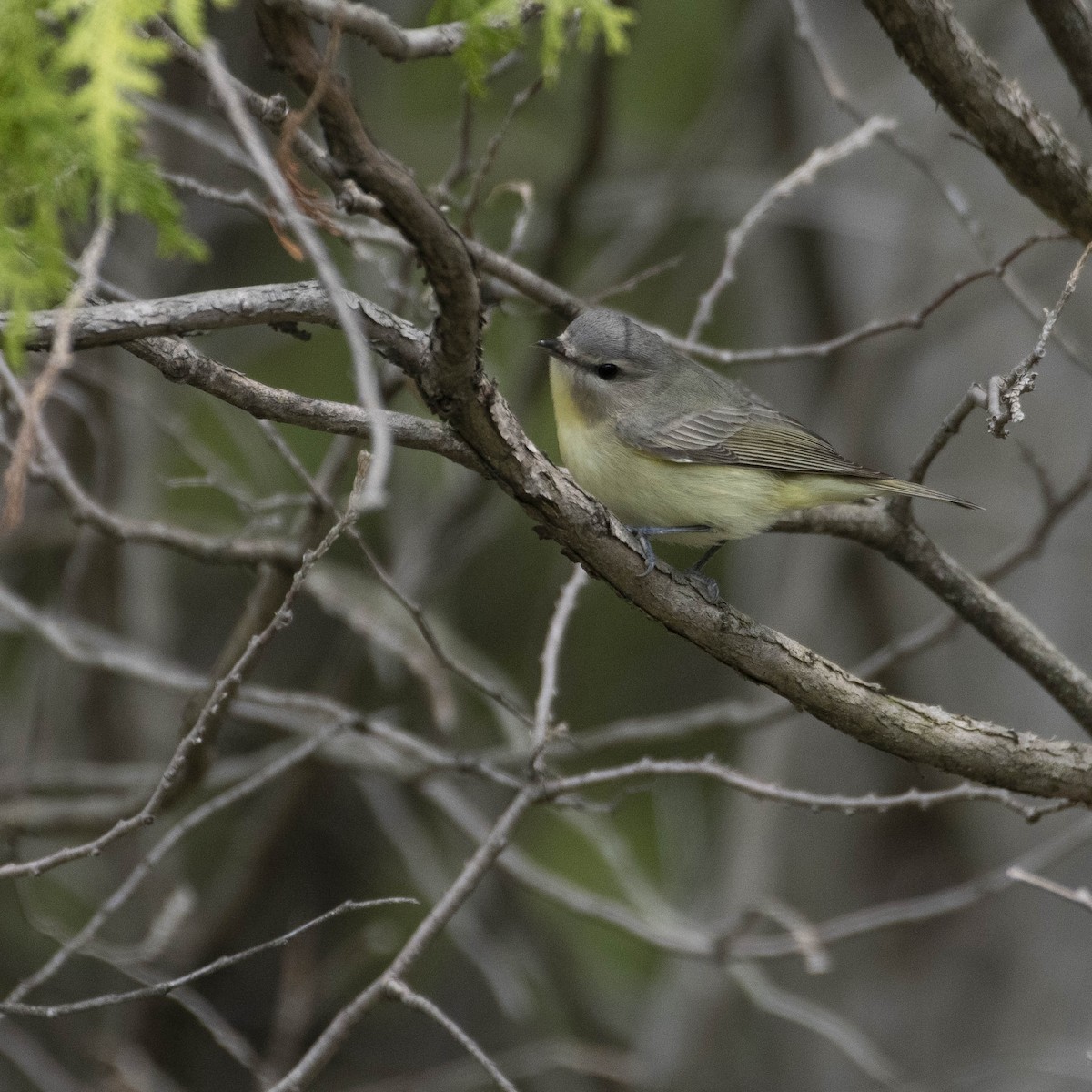 Philadelphia Vireo - ML576534971