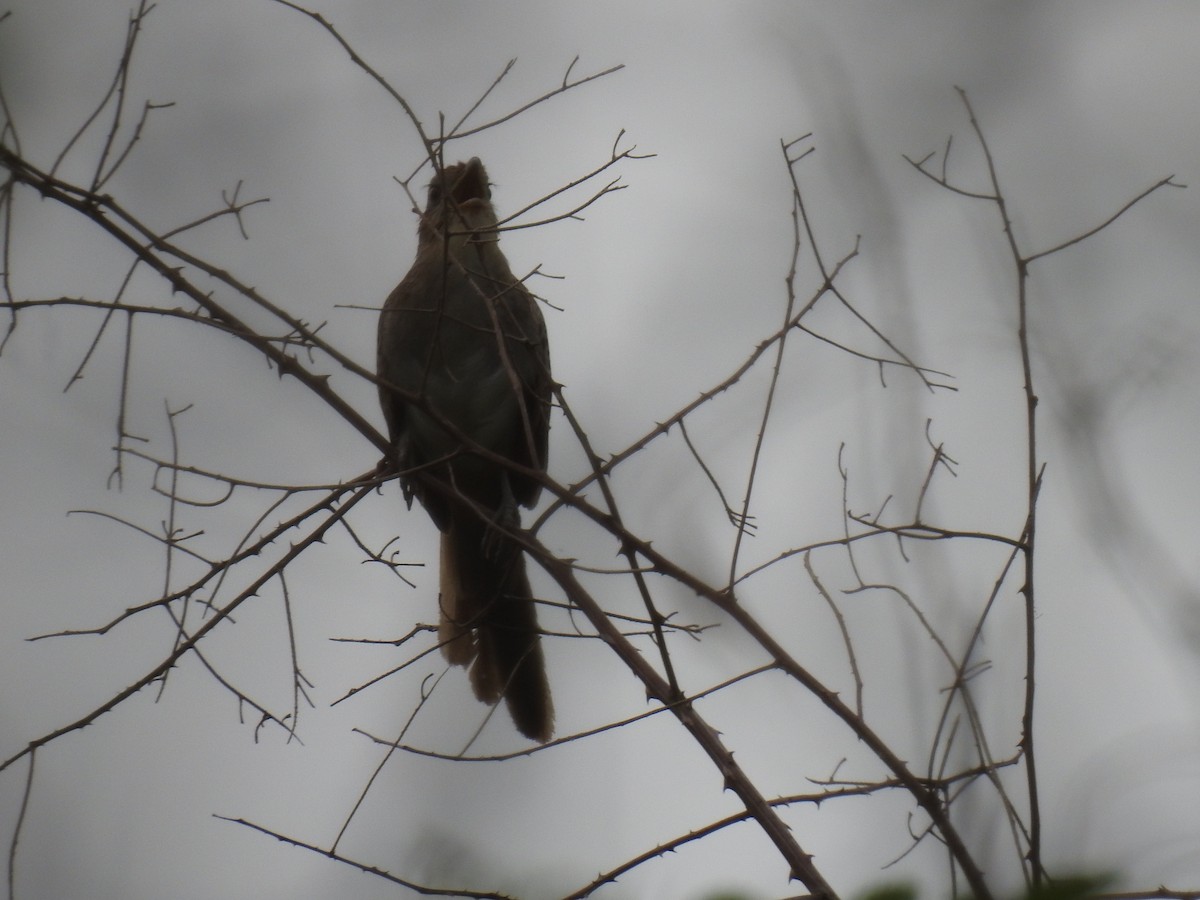 Striped Cuckoo - ML576535241