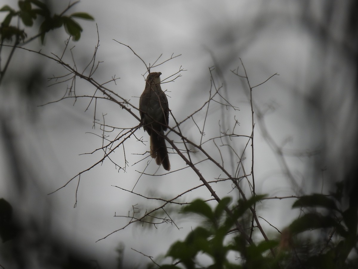 Striped Cuckoo - ML576535251