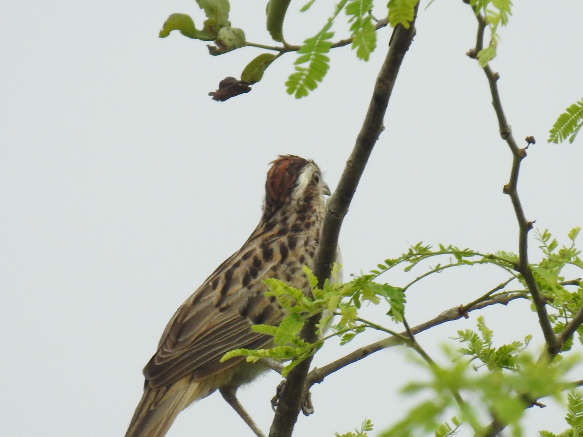 Striped Cuckoo - ML576535301