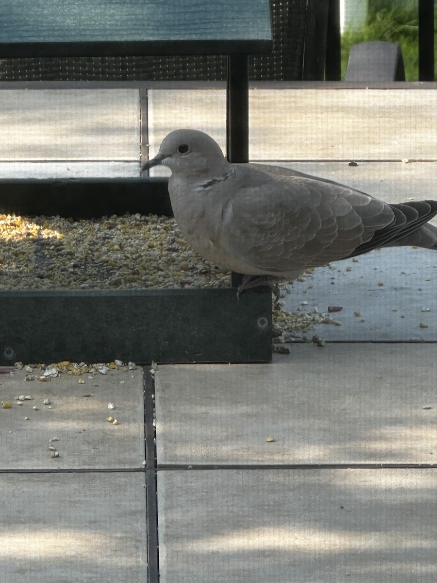 Eurasian Collared-Dove - ML576536281