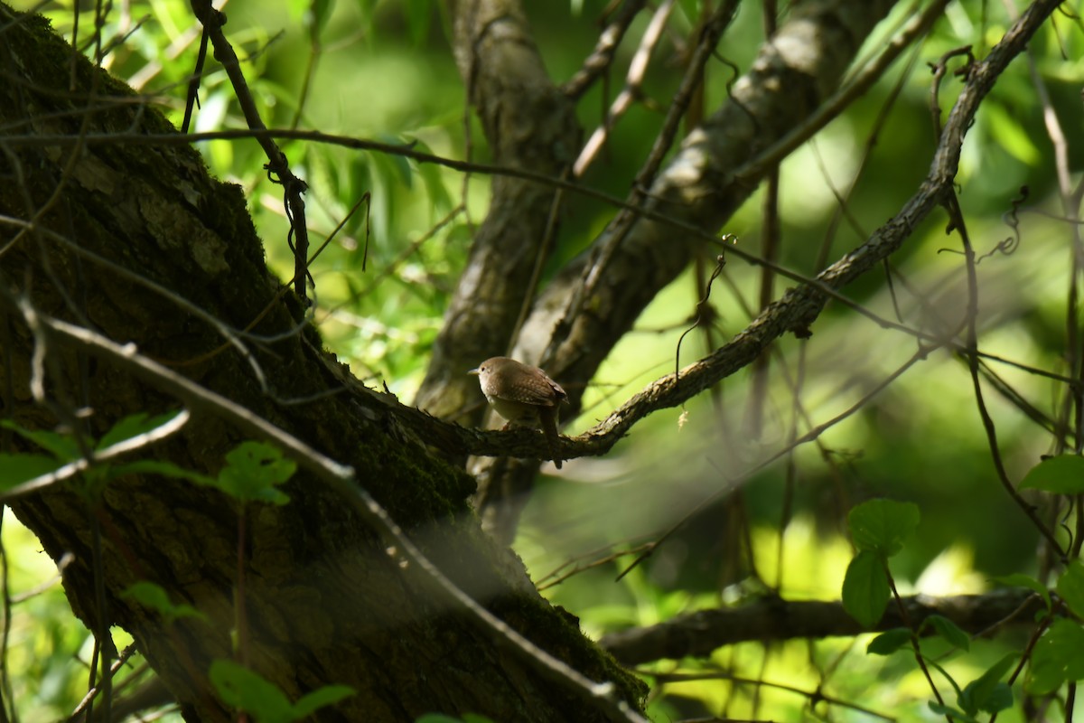 House Wren - ML576536481