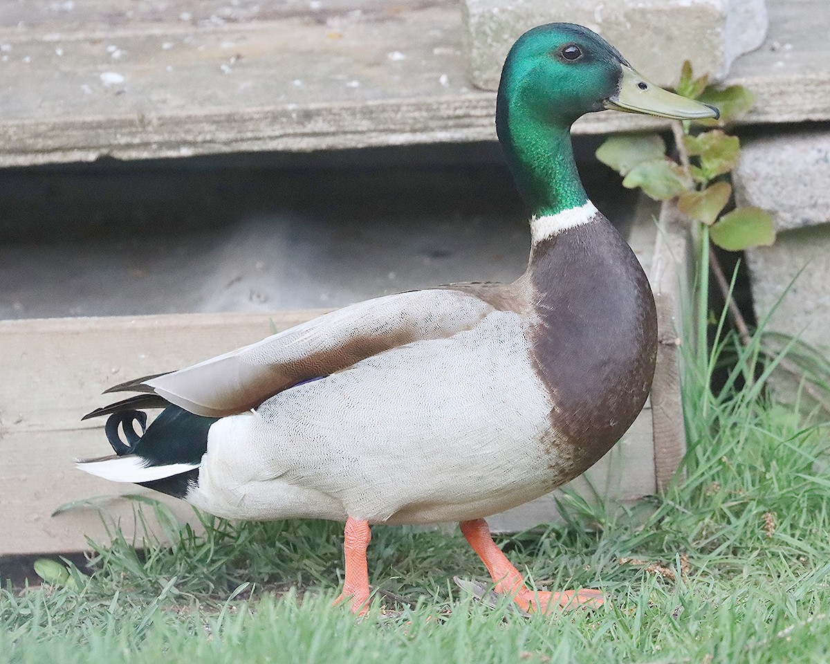 Mallard - Ron and Linda (Tozer) Johnston