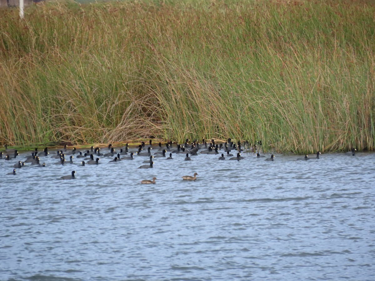 Andean Teal - ML576536931