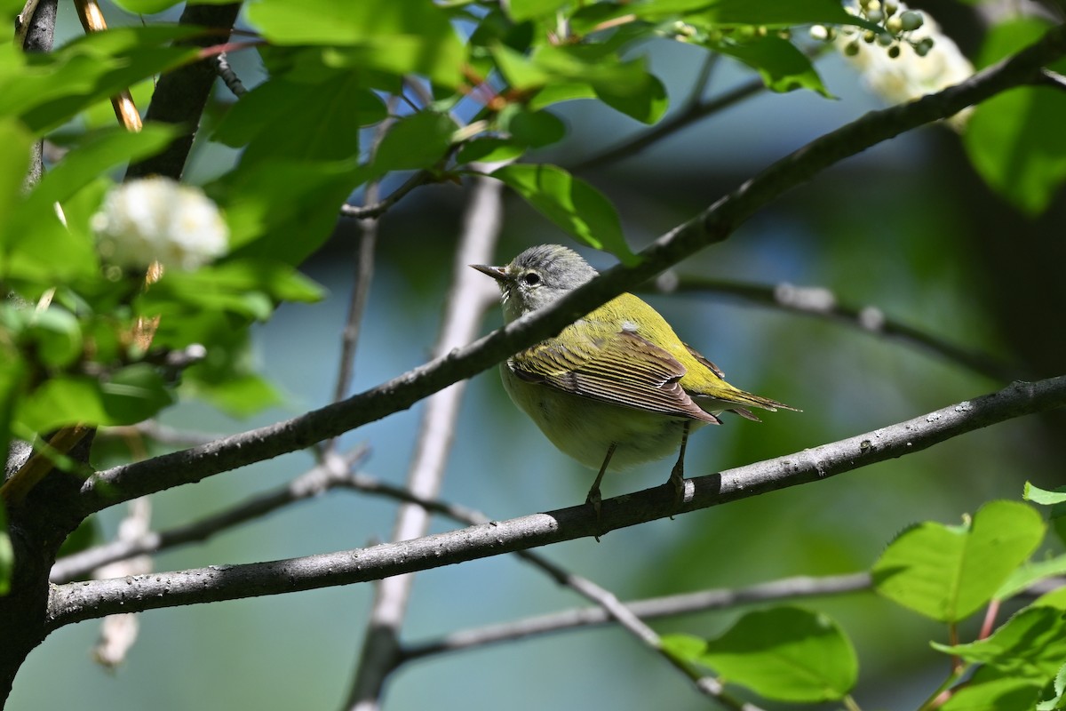 Tennessee Warbler - André Lanouette