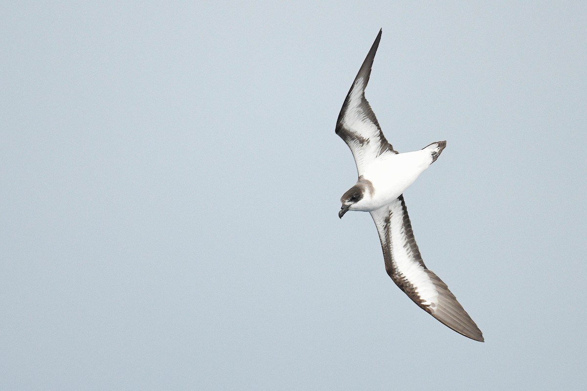 Petrel Antillano (rostro oscuro) - ML576537901