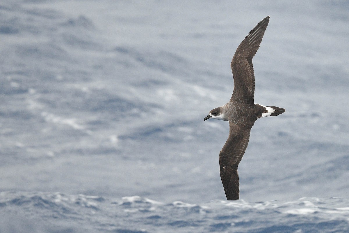 Petrel Antillano (rostro oscuro) - ML576537911
