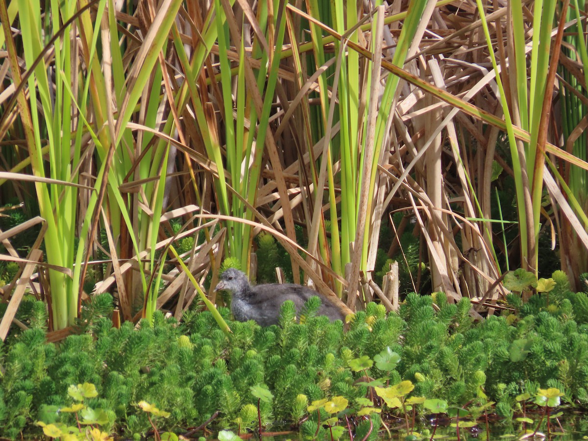 American Coot - ML576538301