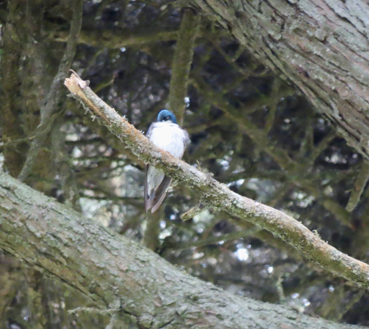 Tree Swallow - ML576538851