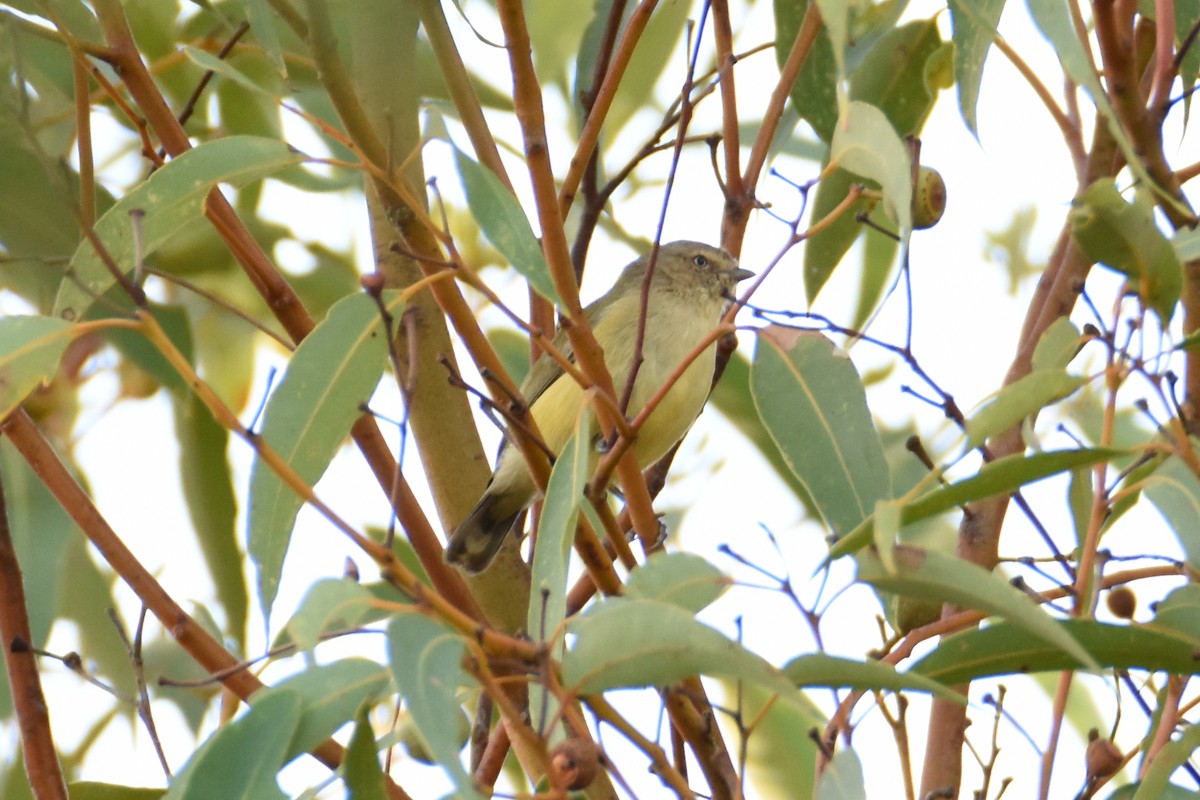 Weebill - ML576538901