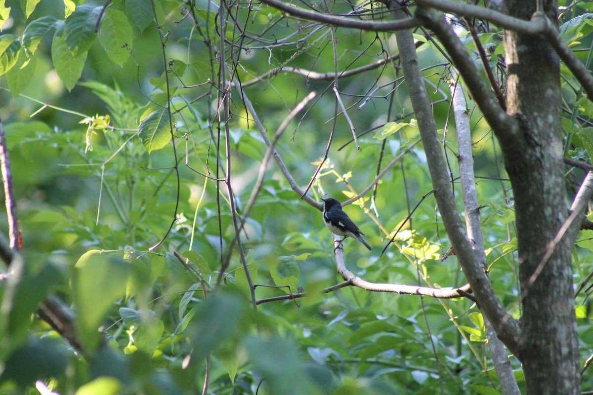Black-throated Blue Warbler - ML57653921