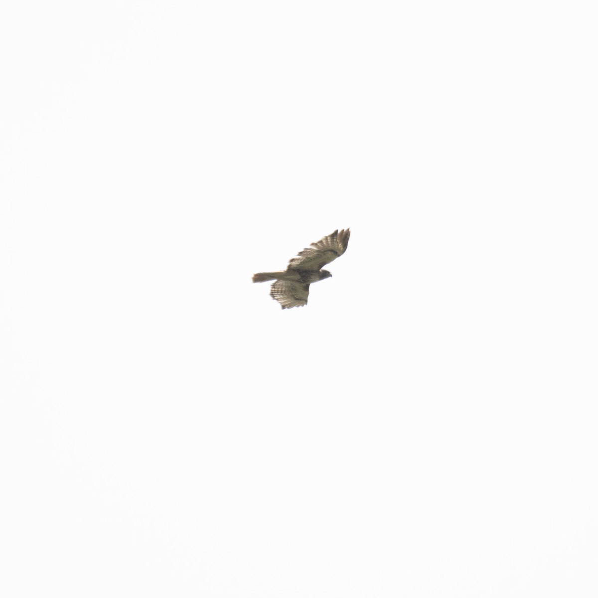 Red-tailed Hawk - ML576539321