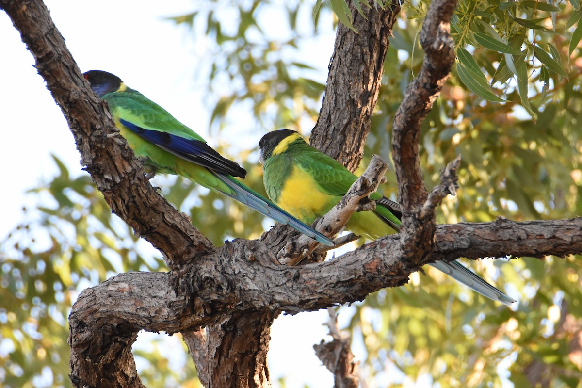 Australian Ringneck - ML576539331