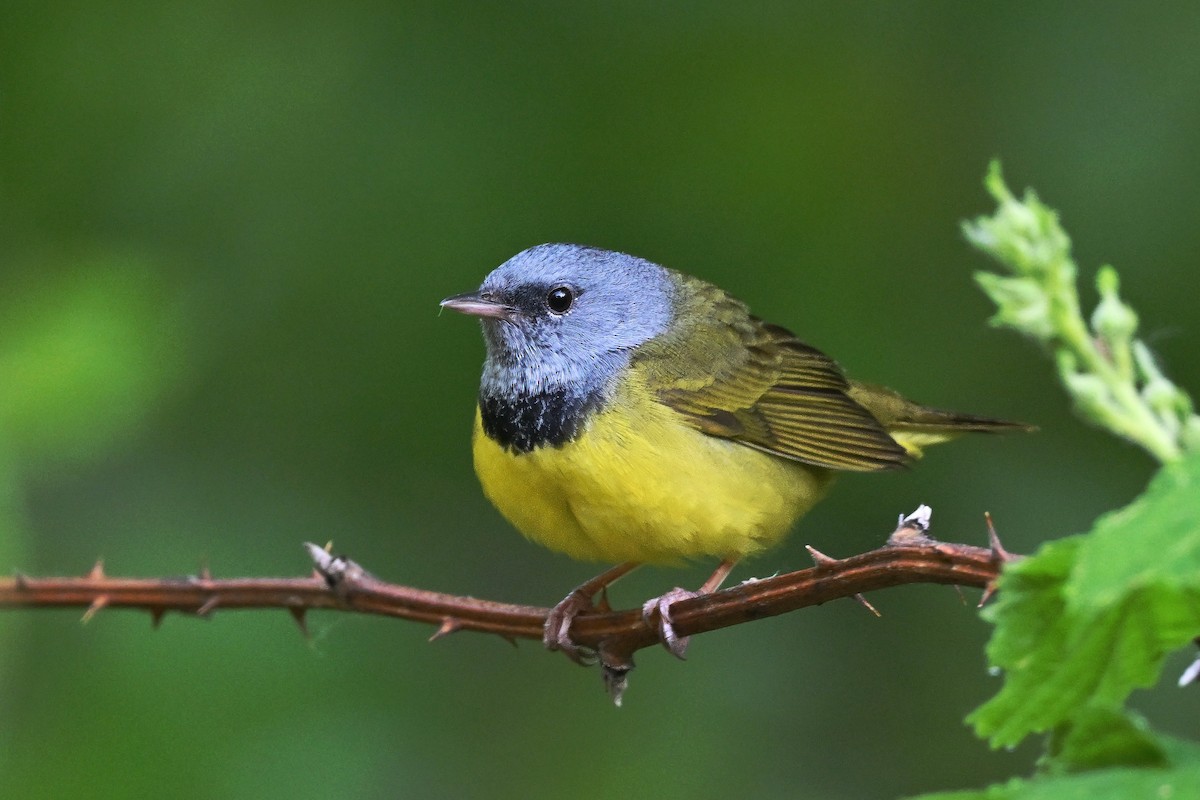 Mourning Warbler - ML576539621