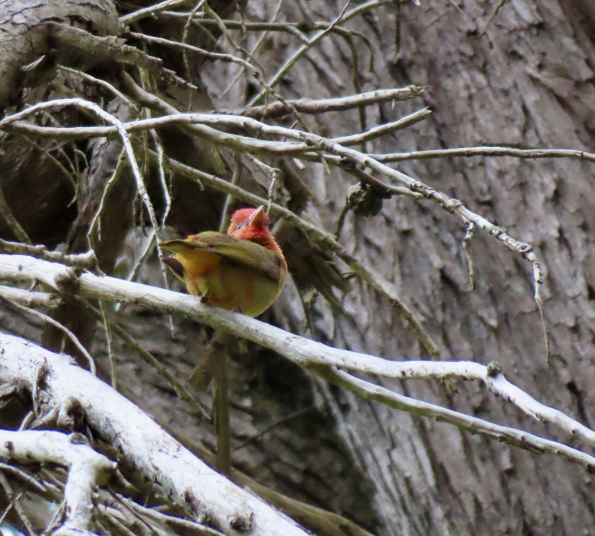 Summer Tanager - ML576539971