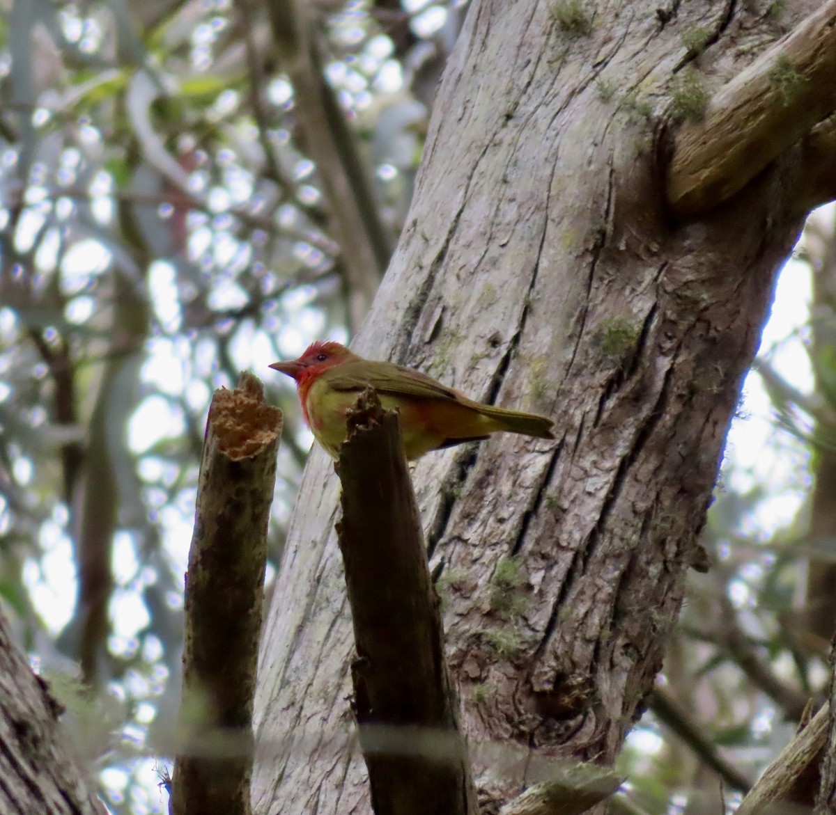 Summer Tanager - ML576539981