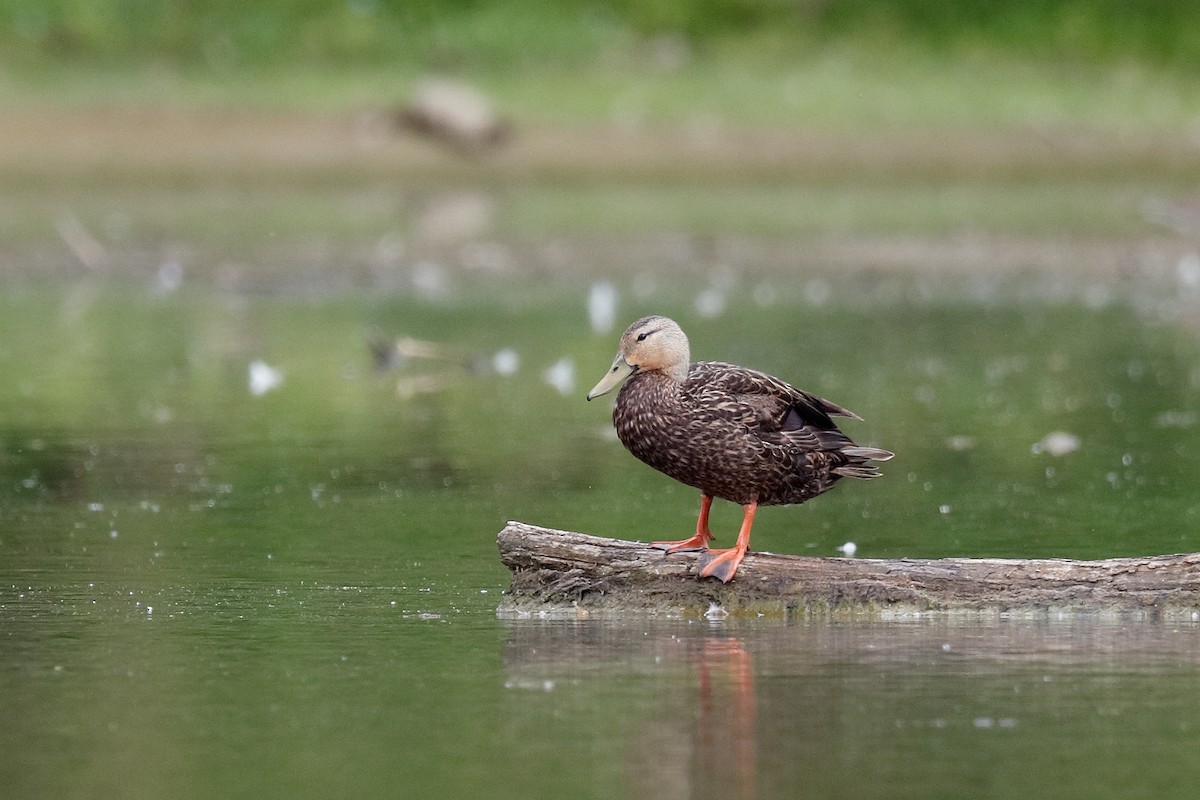 Mottled Duck - ML576540671