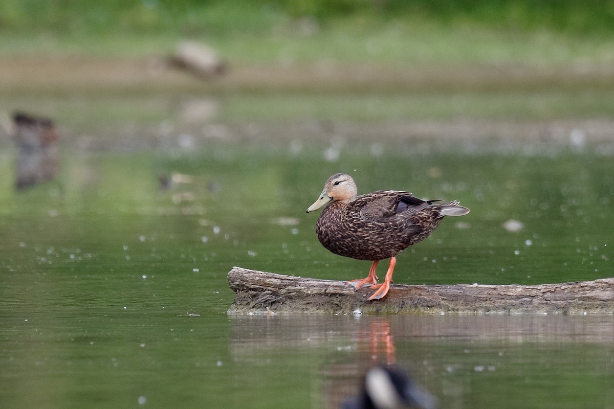 Mottled Duck - ML576540871