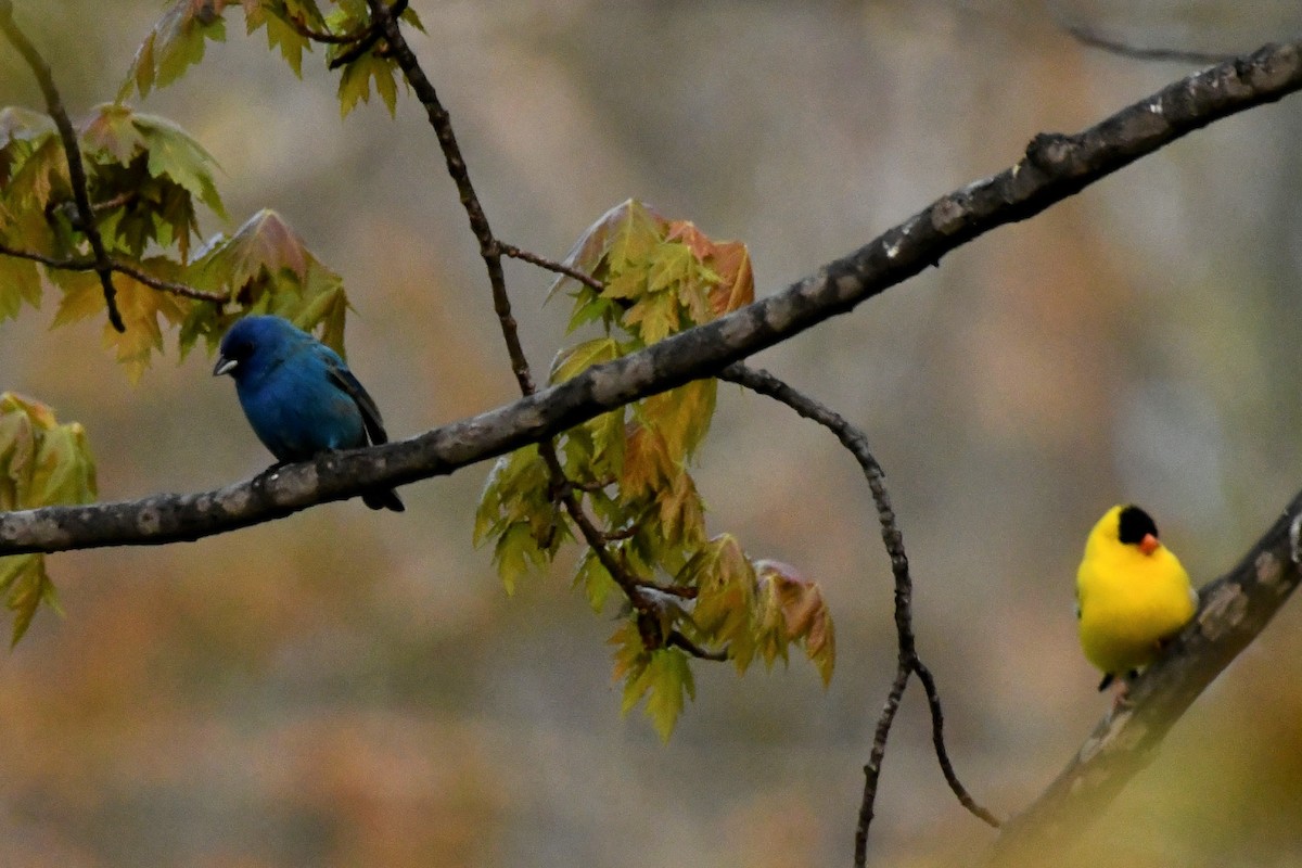 Passerin indigo - ML576541431