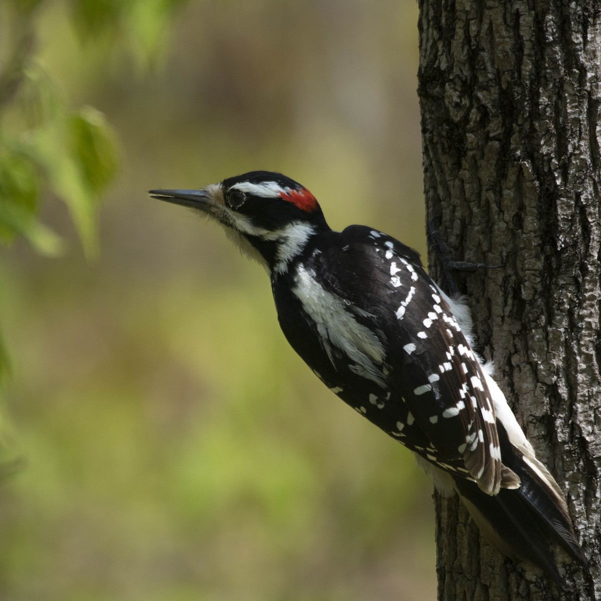 Hairy Woodpecker - ML576541541