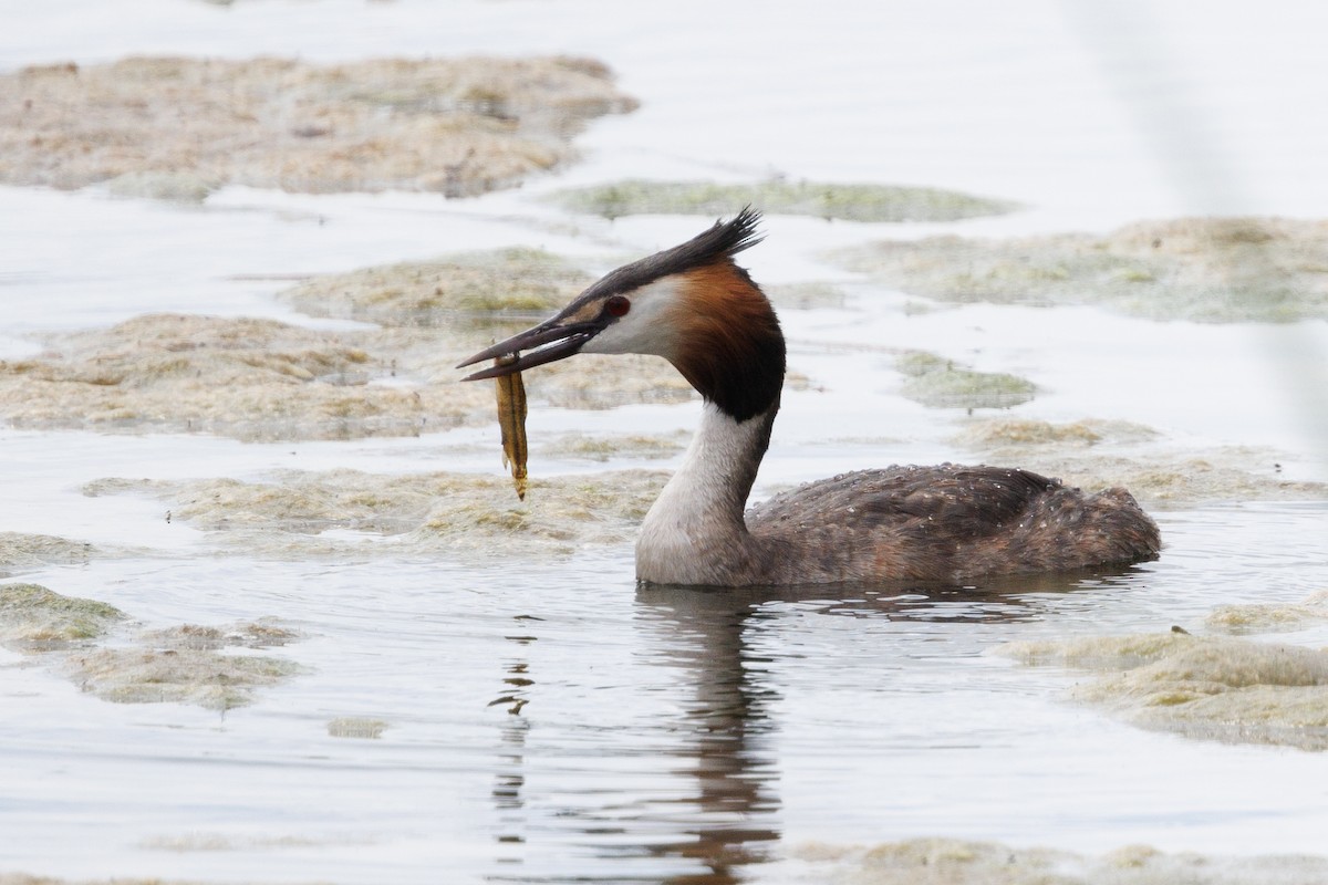 Great Crested Grebe - Robert Lewis