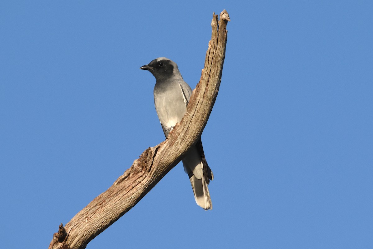 Black-faced Cuckooshrike - ML576542031