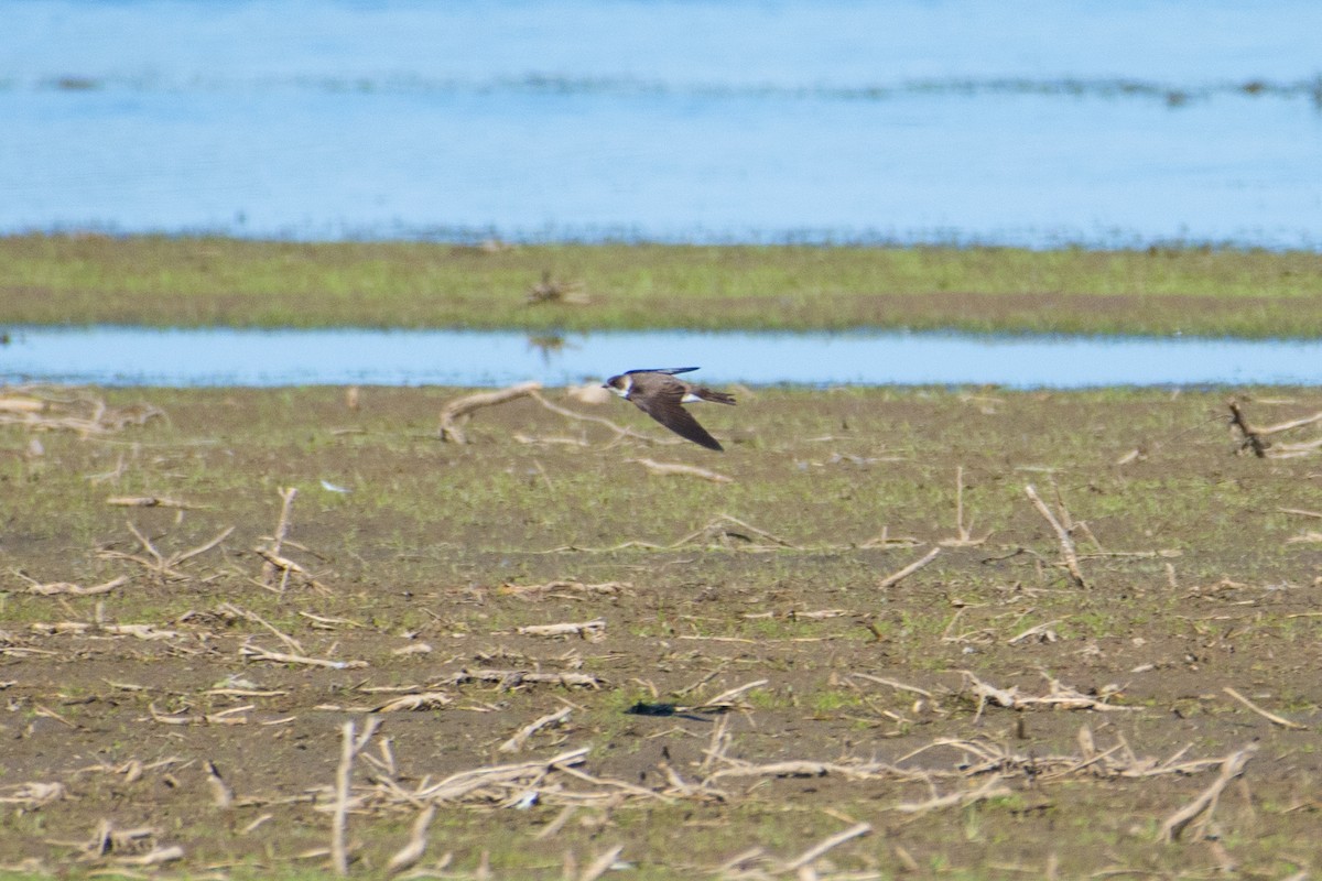 Bank Swallow - ML576542391