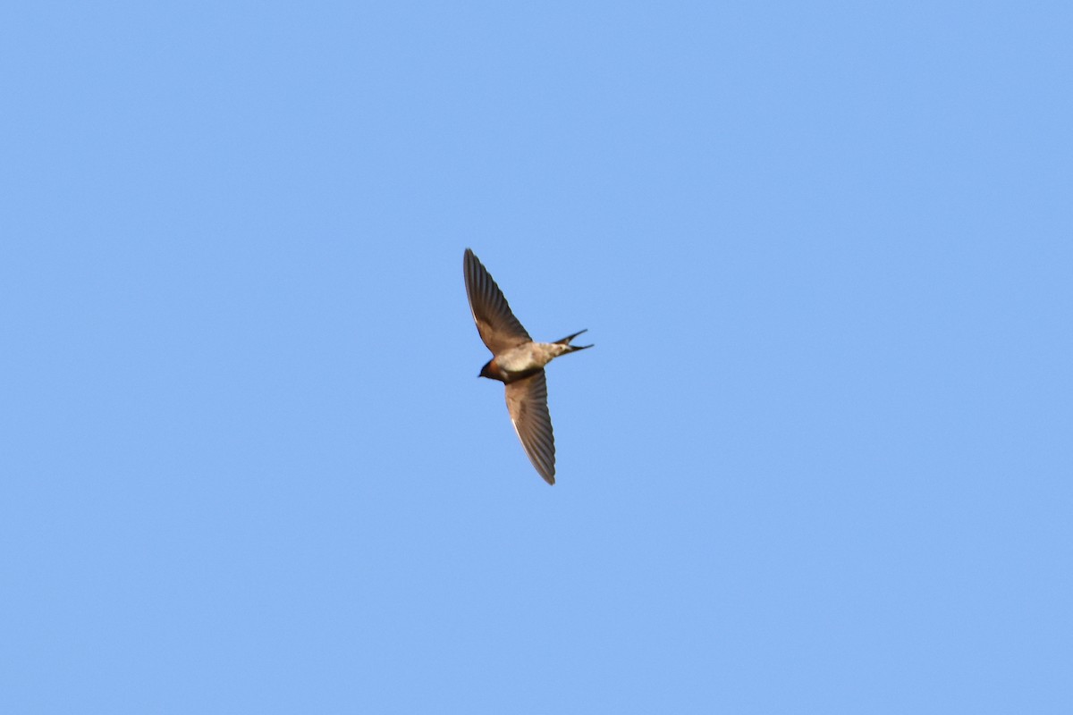 Welcome Swallow - ML576542491