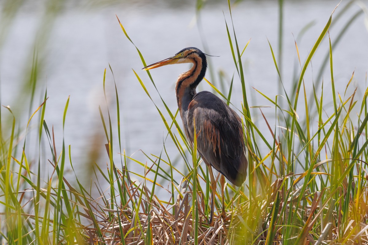 Purple Heron - Robert Lewis