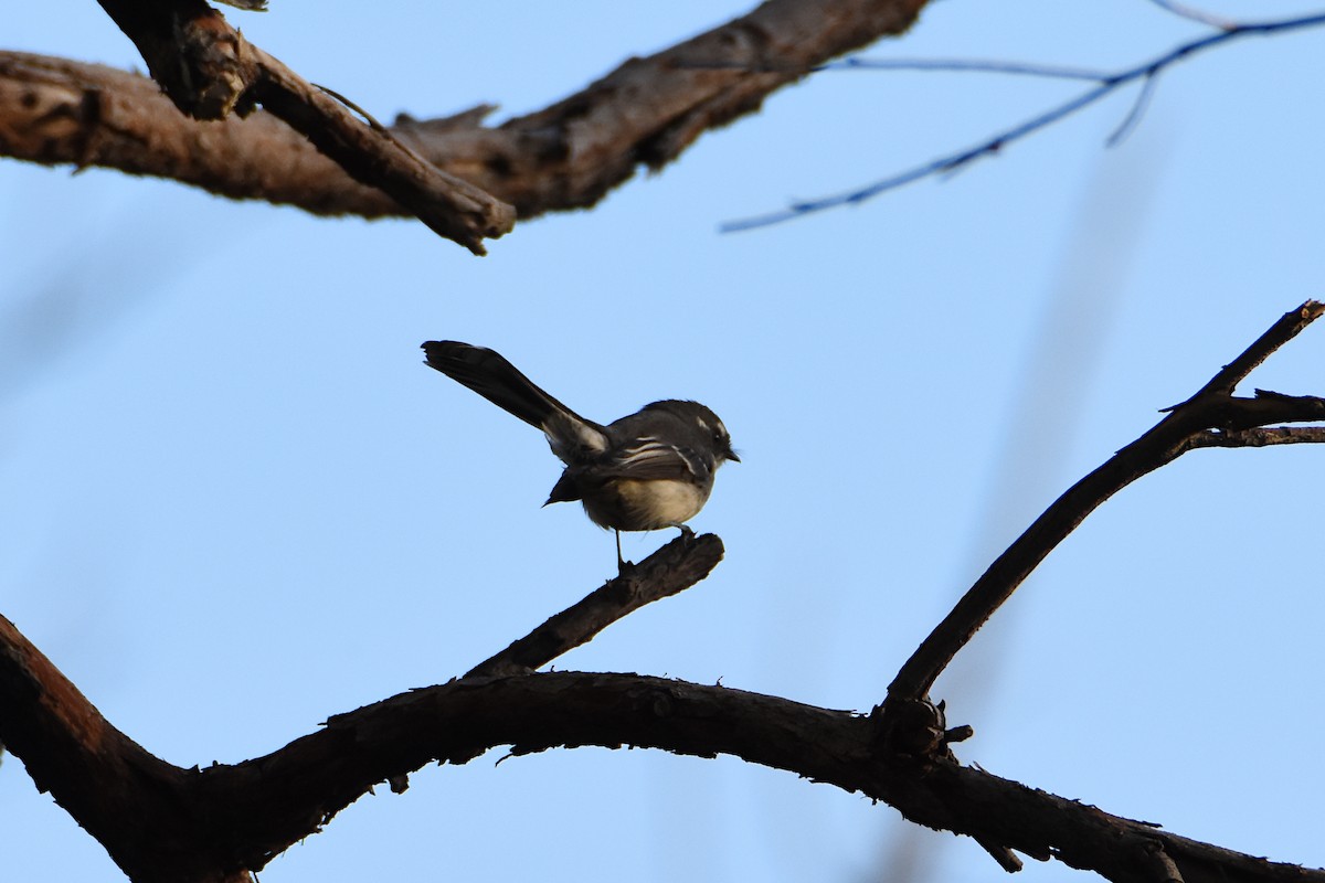 Gray Fantail - ML576543201
