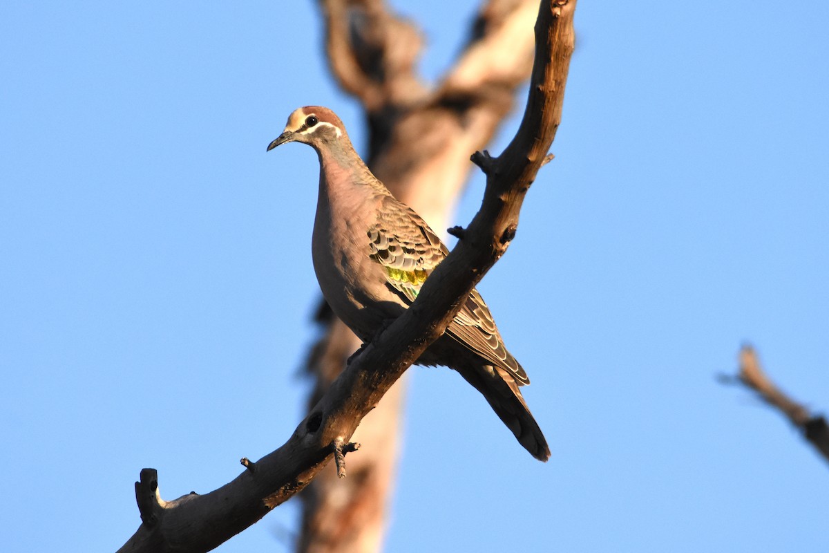 Common Bronzewing - ML576543531