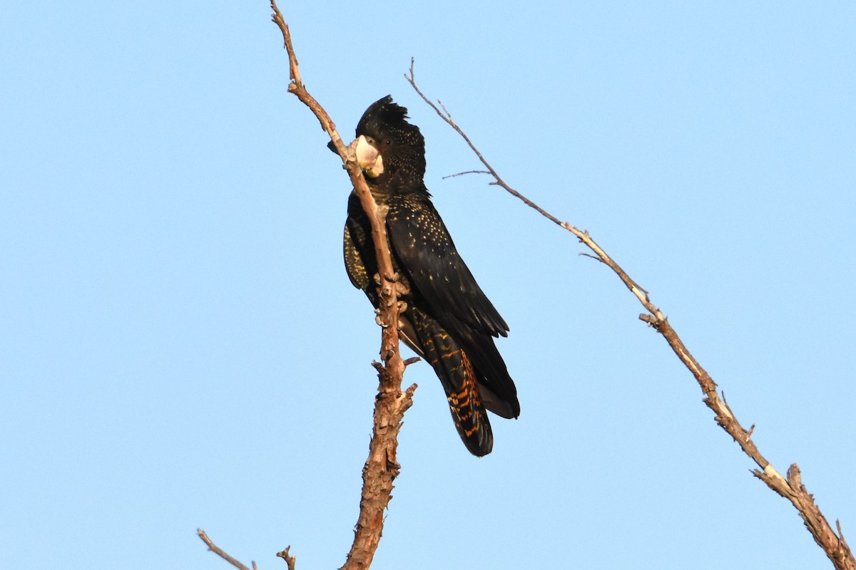 Red-tailed Black-Cockatoo - ML576543911