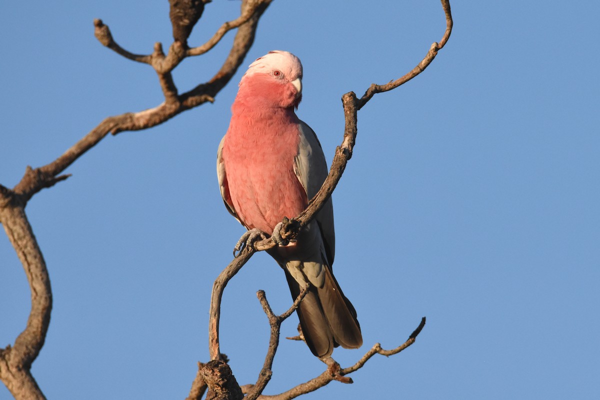 Galah - ML576544391